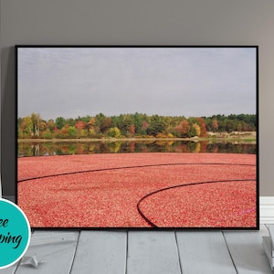 Stunning Cranberry Bog FIne Art Photography Print | Bridgewater Massachusetts  Fall Foliage Wall Art | Landscape | Home Decor