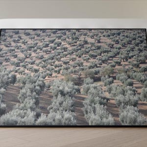 Landscape Wall Art Prints | Olive Trees Andalusia | Ready to Hang Canvas | Andalusia Travel | Fine Art Photography | Museum Quality Prints