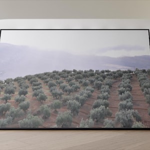 Landscape Wall Art Prints | Olive Trees Andalusia | Ready to Hang Canvas | Andalusia Travel | Fine Art Photography | Museum Quality Prints