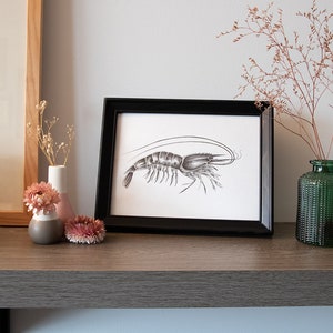 Crevette // Affiche illustration