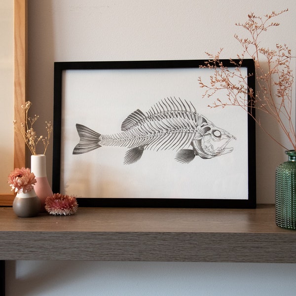 Poisson squelette // Affiche illustration