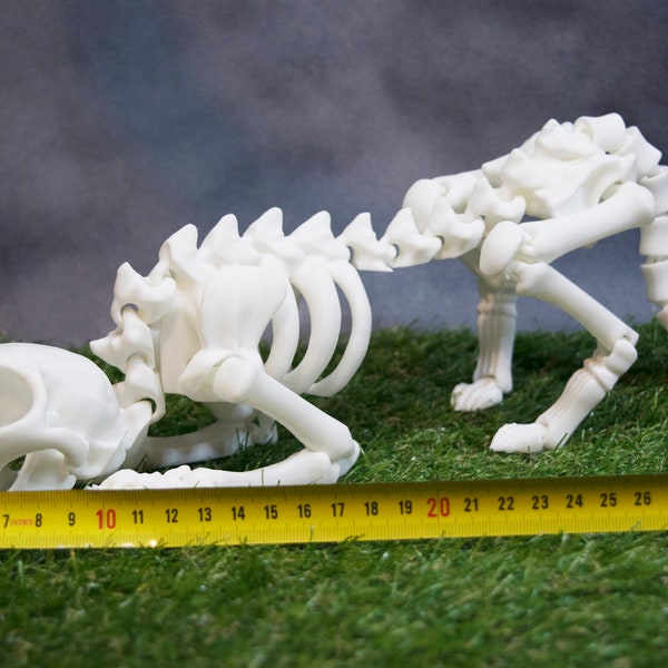 Big version of articulated cat skeleton 3d model.