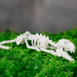 Articulated cat skeleton 3d model.