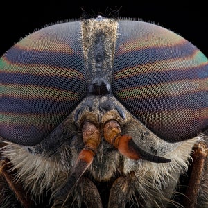 Insect photography Photo Print / Entomology