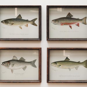May include: Four framed vintage fish prints. Each print features a detailed illustration of a different fish species, including a speckled trout, a red-finned trout, a striped bass, and a green salmon. The frames are dark wood.