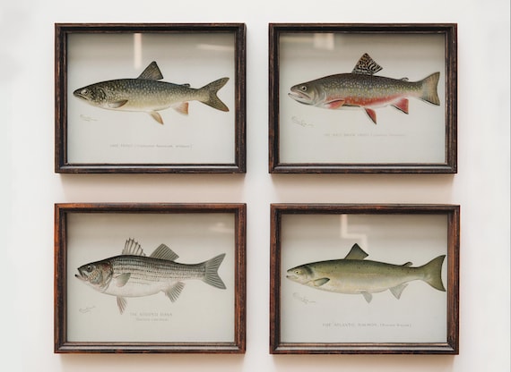 Vintage Fish Prints Set of 4: Southern Coastal Art