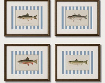 Vintage Fish Print Set of 4: Southern Coastal Nursery Art