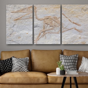 Ancient Pterodactylus Fossil - Ultra-High Resolution Scan - Canvas Print