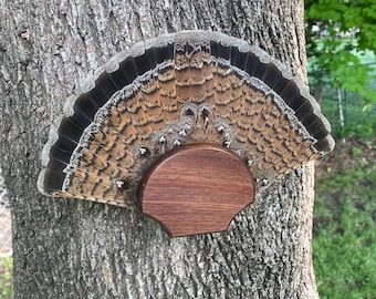 Grouse Tail Fan Plaque, Walnut