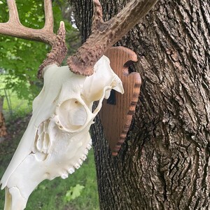 European Skull Mount Plaque