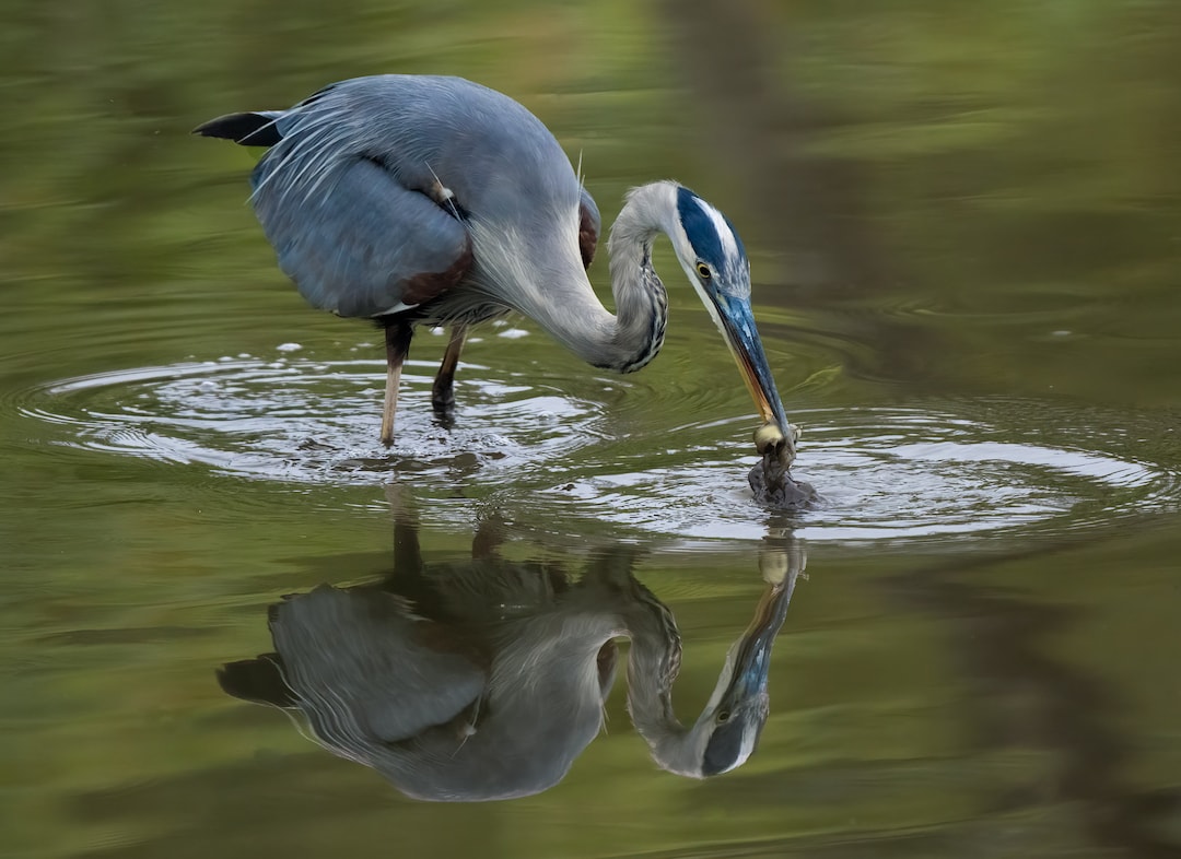 Great Blue Heron Etsy