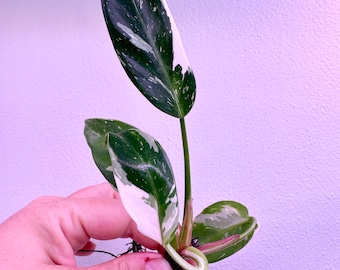 White Princess Philodendron Plant + Aroid Starter Kit