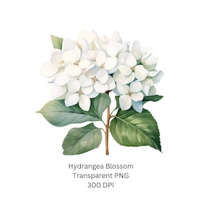 May include: A watercolor painting of a white hydrangea blossom with green leaves. The image is labeled "Hydrangea Blossom Transparent PNG 300 DPI".