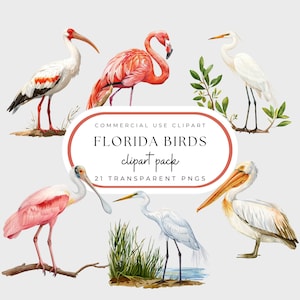 Clipart di uccelli tropicali. Gru acquerellata, pellicani, garzette, fenicotteri, aironi, uccelli acquatici costieri, Grand Millennial Style