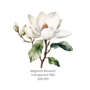 Clipart de magnolia, flor única, acuarela, floral, PNG transparente, 300 dpi, sublimación, imprimible, álbum de recortes digital, invitaciones