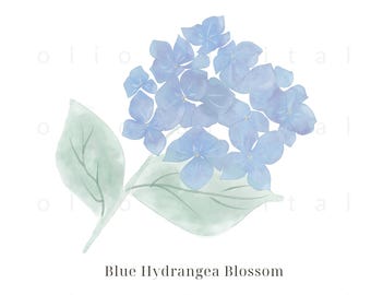 Watercolor Hydrangea Clipart: Floral PNG, Printable (Digital Download)