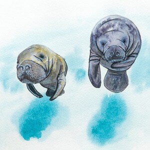 kleines Geschenk // Manatee Aquarellbild // Geschenk für Tierliebhaber 15x20cm //Manatee Florida Aquarellbilder // große Postkarte