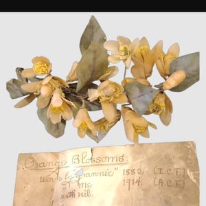Puede incluir: Un racimo de delicadas flores de azahar de color amarillo-naranja con hojas verdes. Una nota manuscrita dice: "Orange Blossoms: worn by 'Grannie' 1882 (I.C.F.) 1914 (A.C.F.)".