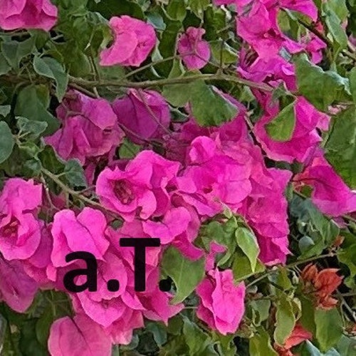 ケナースポーツのヴィンテージ「スターティングラインアップ