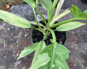 May include: A potted plant with variegated leaves. The leaves are green with white speckles. The plant is in a brown pot with dark soil.