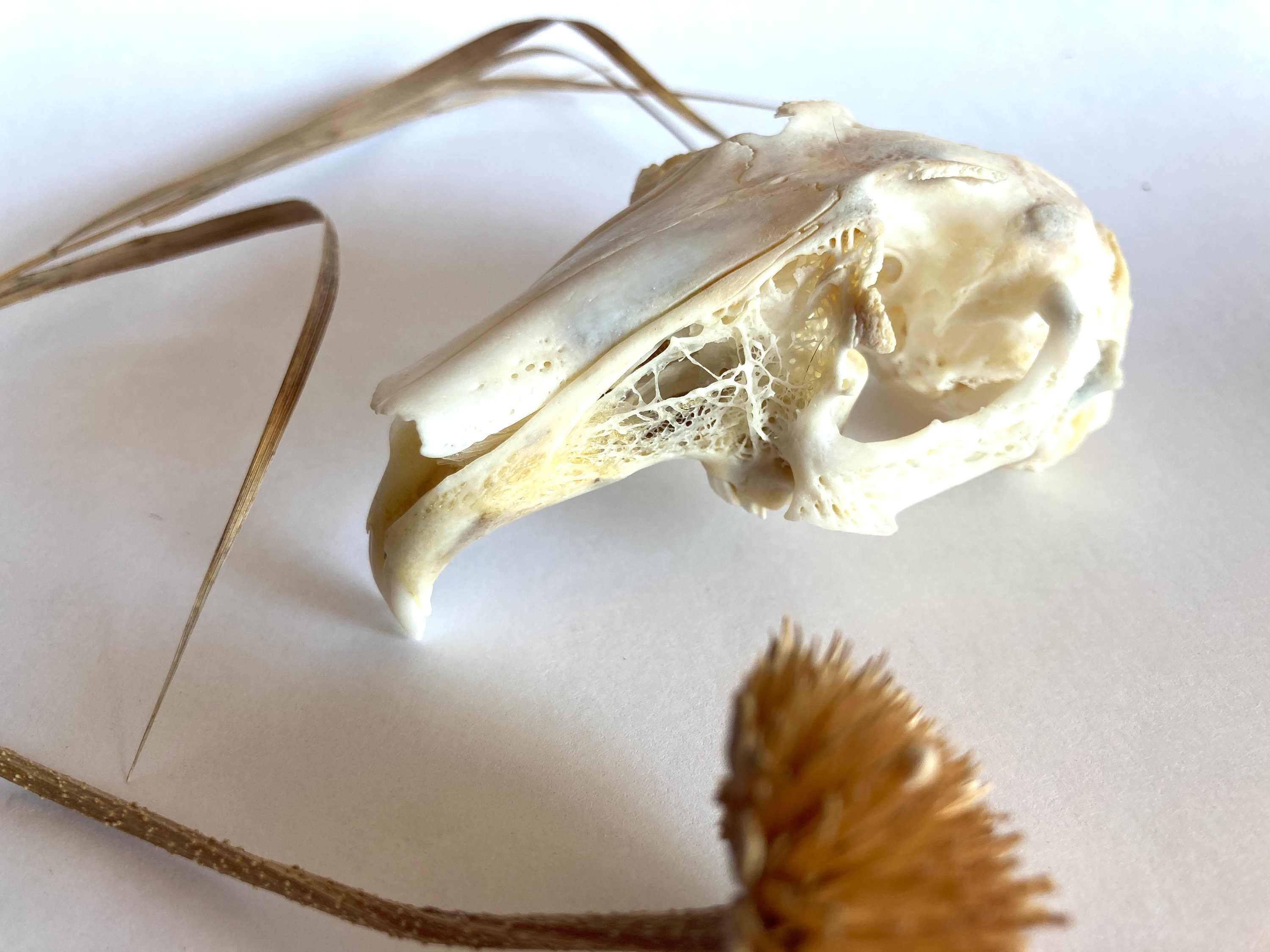 Real Rabbit Skull Rabbit Skull - Real Bone - Etsy