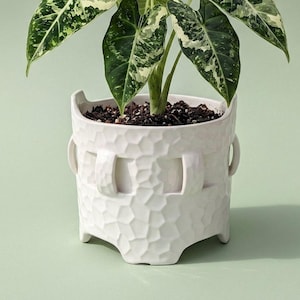 Peut inclure: Une plante d'intérieur Alocasia, avec de grandes feuilles vertes et blanches panachées, dans un pot en céramique blanc texturé. Le pot présente un motif géométrique et des poignées. Le pot est posé sur une surface vert clair.