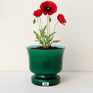 Peut inclure: Un pot en verre vert vif avec un intérieur bleu clair contient des coquelicots rouges. Les coquelicots ont des centres foncés et des tiges vertes. Le pot a une base en piédestal et une petite étiquette.