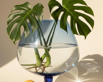 Extra stort koboltblått förökningskärl - 30 cm glasterrariumskål - Överdimensionerad koboltvas i modern stil - Dekorativ växt i iögonfallande stil