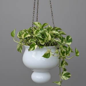May include: A white, hanging planter with a glossy finish, suspended by a dark metal chain. The planter is filled with a vibrant green and white variegated plant. The plant's leaves cascade down, creating a visually appealing display.