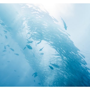 Pacchetto da 5 buoni regalo - tema "Conservazione dell'oceano". Formato A6.