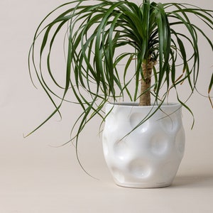 Puede incluir: Una planta verde en maceta con hojas largas y delgadas en una maceta de cerámica blanca con superficie texturizada.