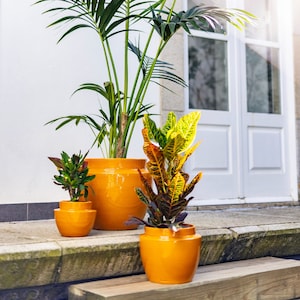 Op de afbeelding: Drie planten in potten in oranje keramische potten. De grootste plant is een palmboom met groene bladeren. De middelste plant heeft groene bladeren en de kleinste plant heeft groene en rode bladeren.