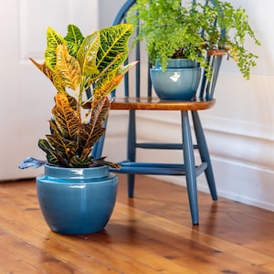 Könnte beinhalten: Zwei Topfpflanzen, eine mit grünen Blättern und eine mit gelben und grünen Blättern, stehen auf einem blauen Holzstuhl. Der Stuhl steht vor einer weißen Wand.