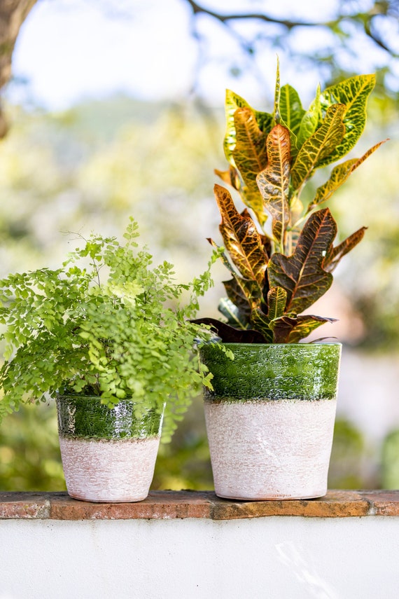 lucky bamboo plants for sale near me Lucky Bamboo — Green Acres Nursery & Supply main image 1