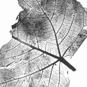 Può includere: Un'immagine in bianco e nero di una foglia con un motivo di venature dettagliato. La foglia è leggermente danneggiata e ha una texture ruvida.