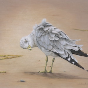 May include: A white seagull with black markings on its wings and tail is standing on a sandy beach, looking down at the ground. The bird's feathers are ruffled, and it appears to be preening.