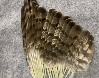 plumes aile Autour des palombes (lat. Accipiter gentilis)