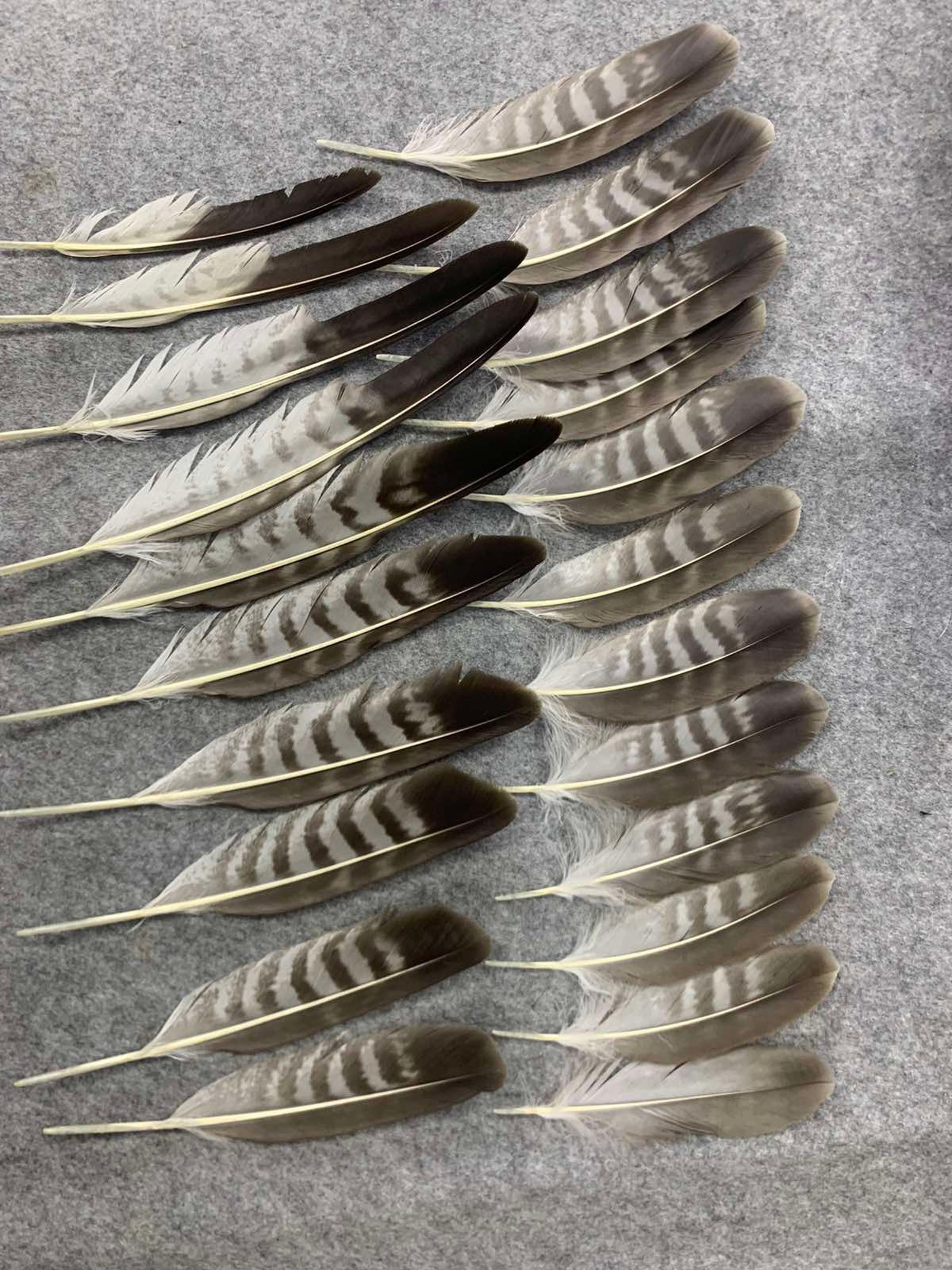 Wing Feathers of the Common Buzzard buteo Buteo - Etsy