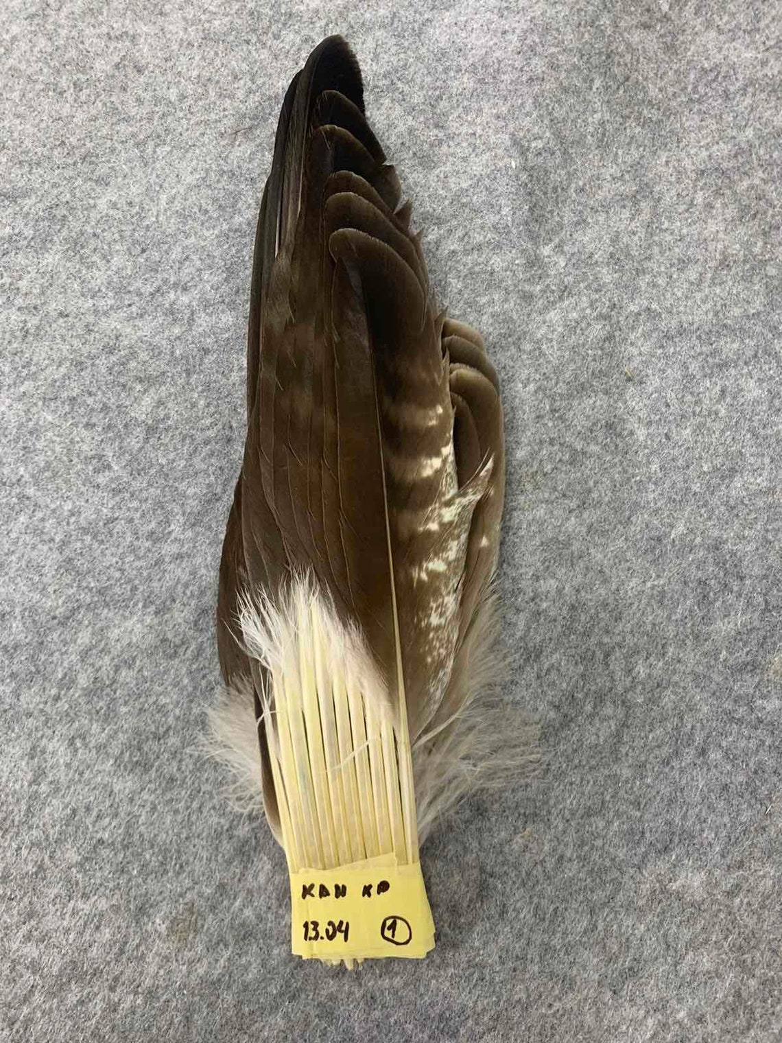 Wing Feathers of the Common Buzzard buteo Buteo - Etsy