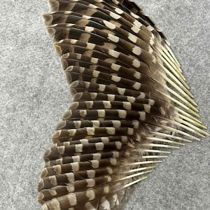 Könnte beinhalten: Eine fächerförmige Anordnung von Vogelfedern mit einem ausgeprägten Muster aus abwechselnden dunkelbraunen und cremefarbenen horizontalen Streifen. Die Federn sind ordentlich geschichtet, wobei die spitzen, hellgelben Kiele rechts sichtbar sind.