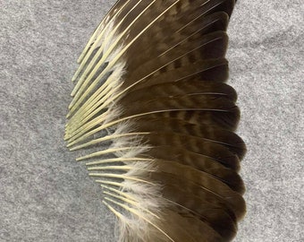 Plumas de las alas del ratonero común (Buteo buteo)