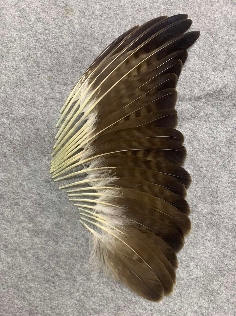 Wing Feathers of the Common Buzzard buteo Buteo - Etsy