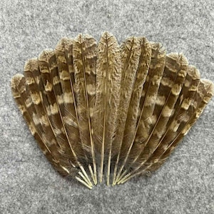 May include: A collection of brown and tan feathers arranged in a fan shape. Each feather features a distinct pattern of dark brown horizontal stripes and mottled spots against a lighter tan background, with a central quill and soft barbs.