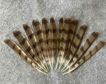 Plumes de queue d'épervier (Accipiter nisus) 12 pièces