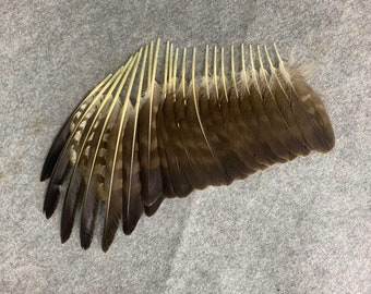 wing feathers of the common buzzard (Buteo buteo)