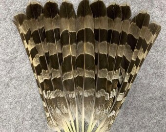 Tail feathers of the Goshawk (lat. Accipiter gentilis) 12 pieces