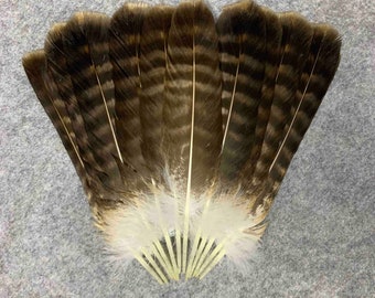 Tail feathers Common buzzard (lat. Buteo buteo) 12 pieces