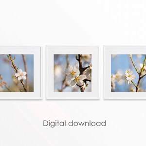 Art mural fleurs, lot de 3 impressions, art fleurs de cerisier, estampe japonaise, art mural Sakura, estampes d'art floral, photographie carrée
