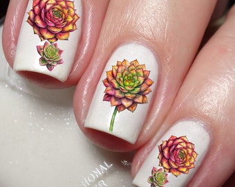 Aeonium Irish Rose Nail Art Decal Sticker