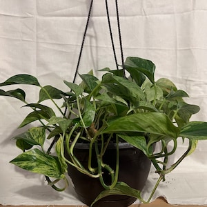 Puede incluir: Una planta colgante con hojas variegadas en una maceta negra. La planta tiene largas enredaderas colgantes y es una opción popular para la jardinería de interior.